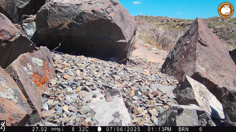 Фотография с манулом с фотоловушки Киикбай [новинка]