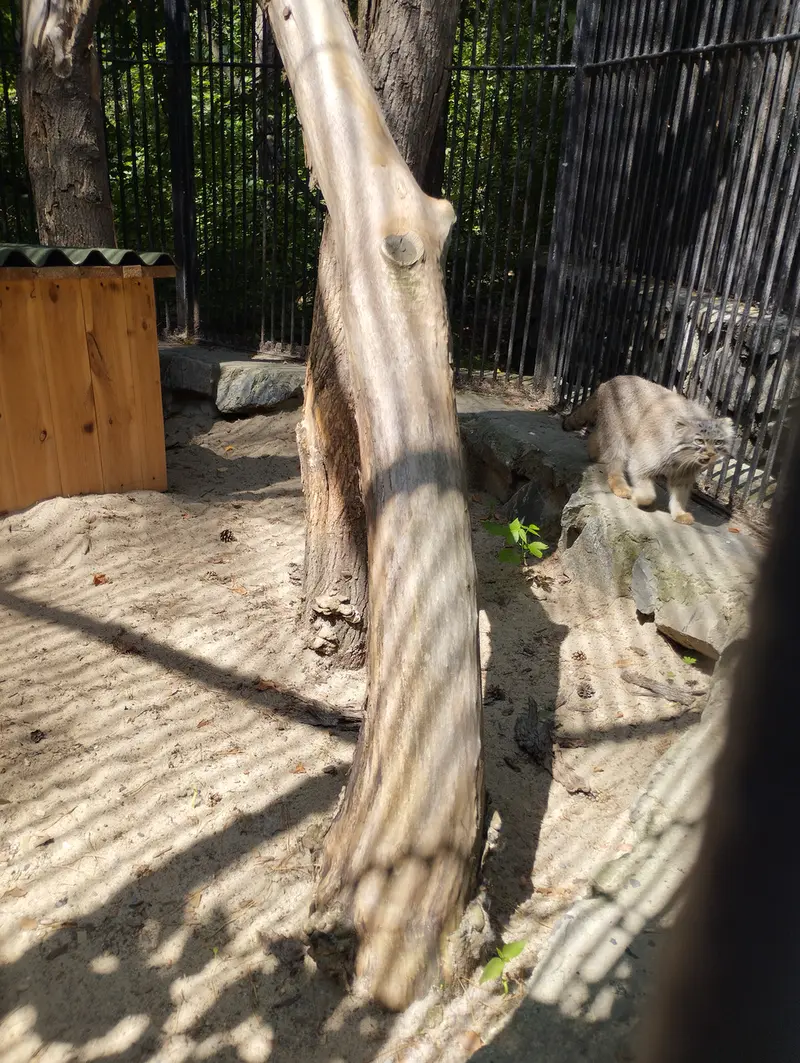 Фотография с манулом в Новосибирском Зоопарке