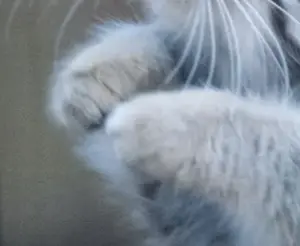 Фотография с манулом