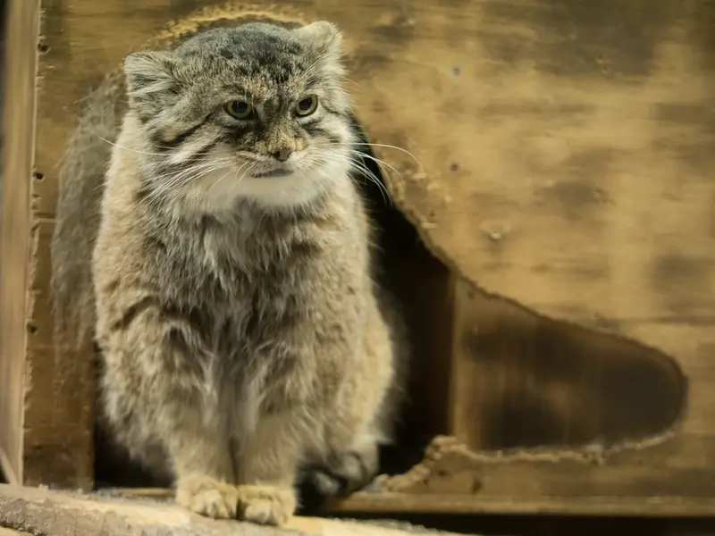 Фотография Примулы в Зоопарке Уено