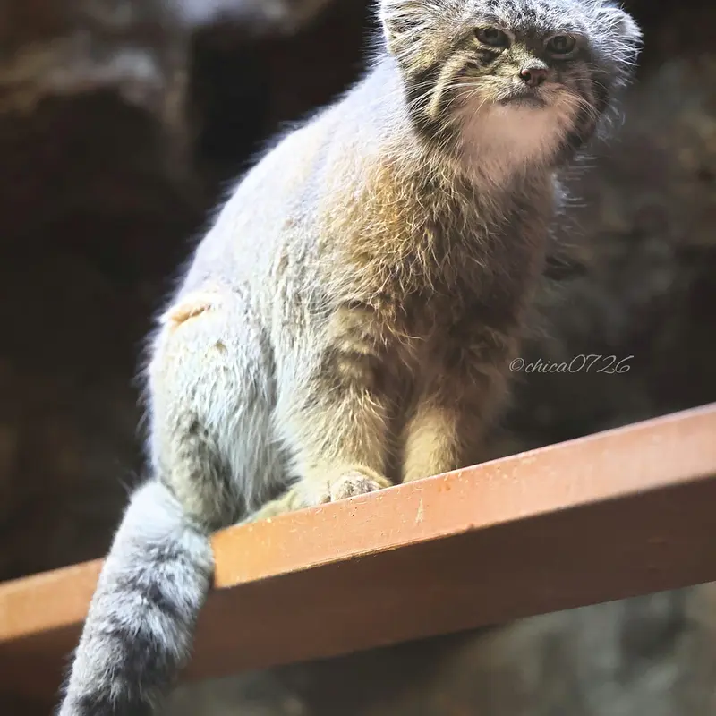 Фотография Клёна в Зоопарке Уено