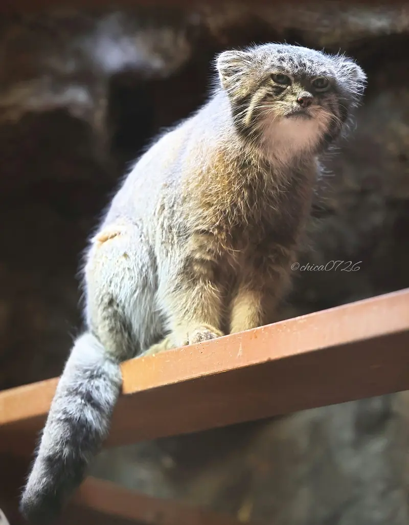 Фотография Клёна в Зоопарке Уено