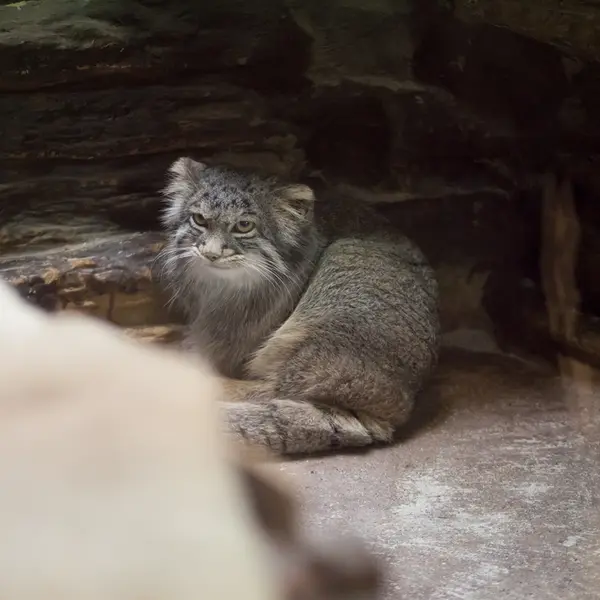 Фотография Фиги в Зоопарке Уено