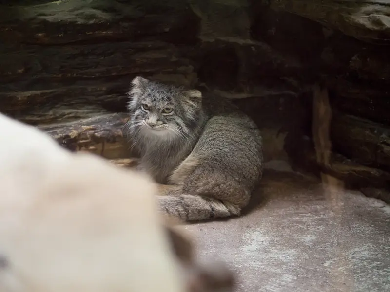 Фотография Фиги в Зоопарке Уено