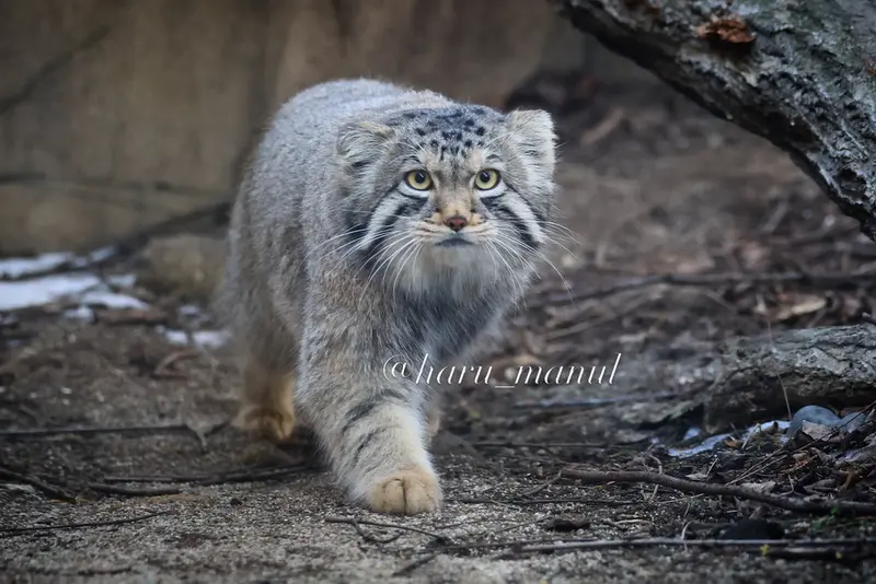 Фотография с манулом в Царстве Животных Насу
