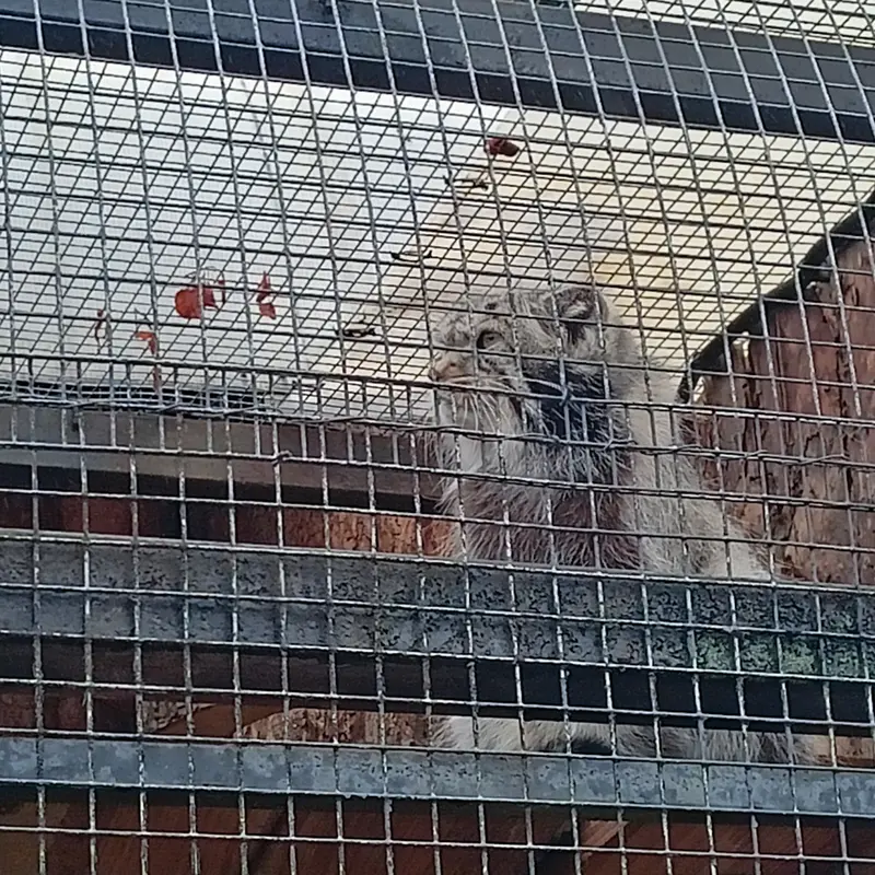 Фотография с манулом