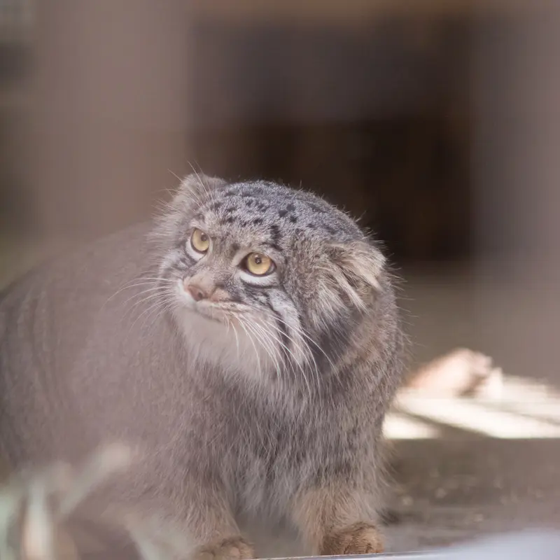 Фотография Фиги в Зоопарке Ногеяме