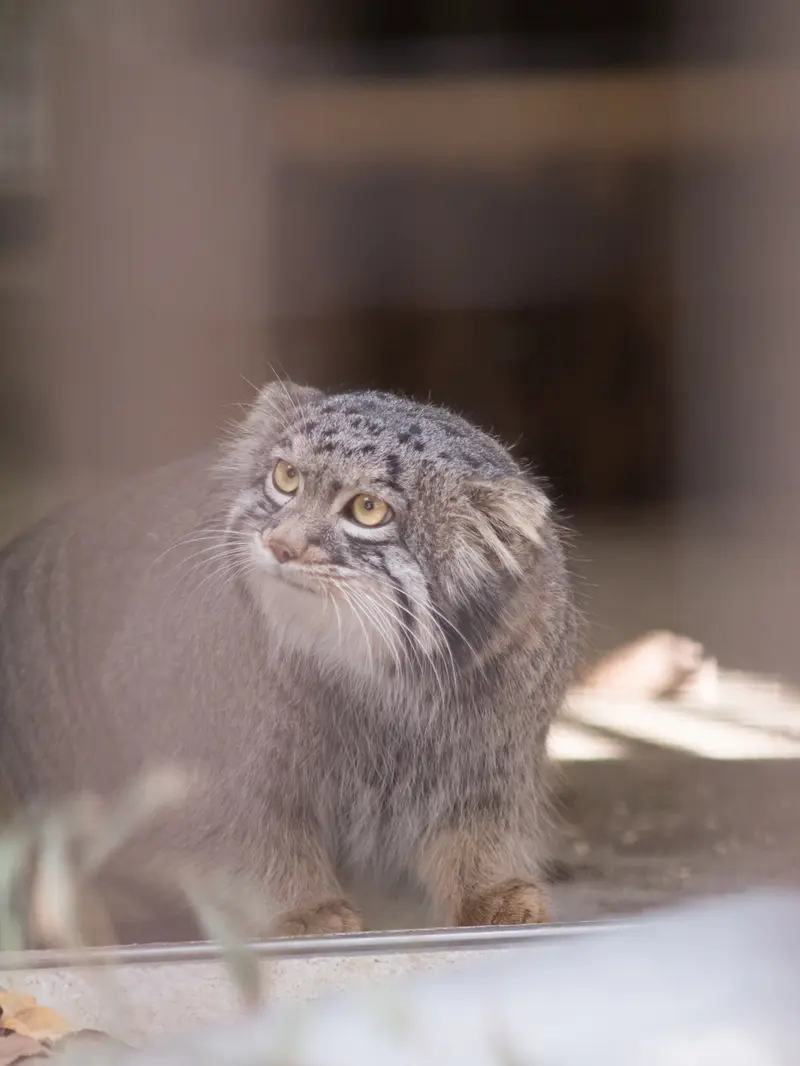 Фотография Фиги в Зоопарке Ногеяме