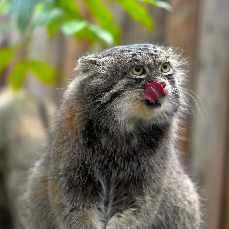 Фотография Нара в Царстве Животных Кобе