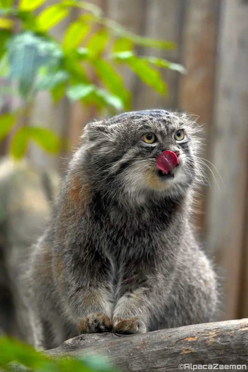Фотография Нара в Царстве Животных Кобе