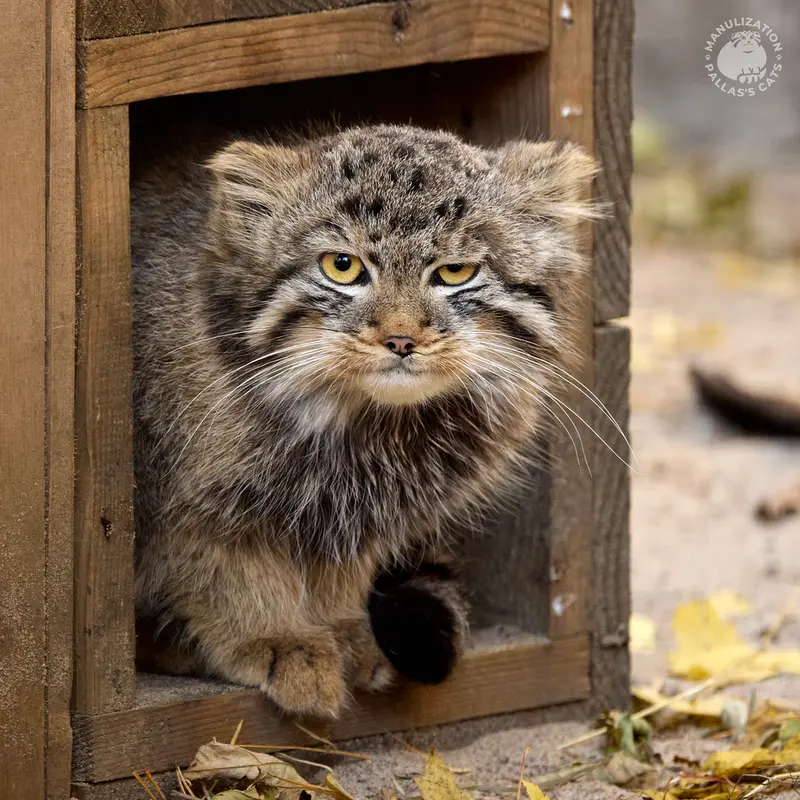 Фотография Леона в Новосибирском Зоопарке