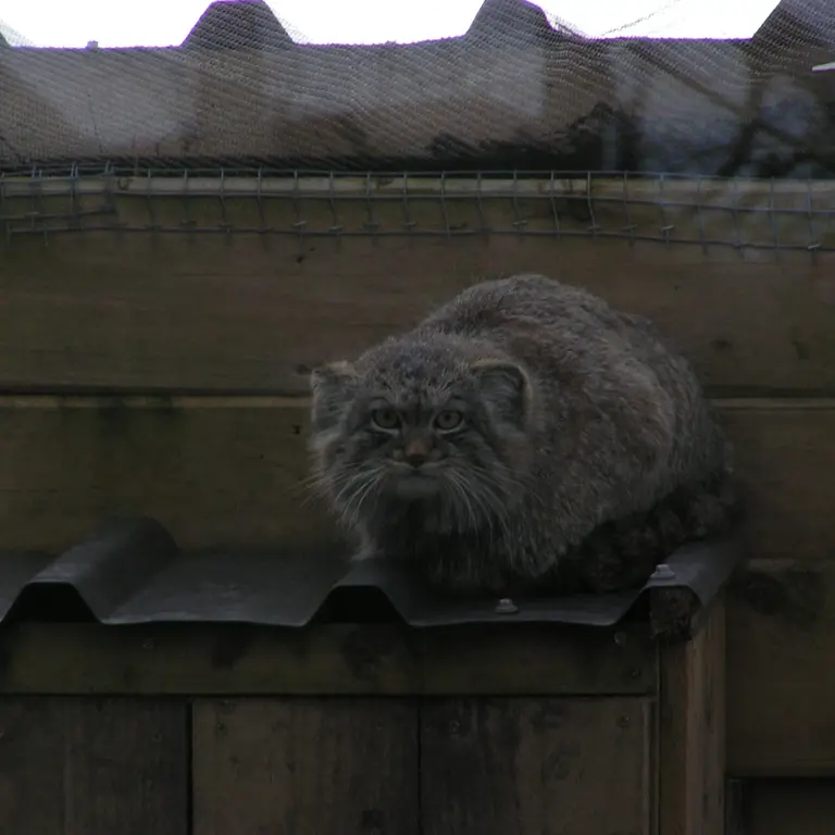 Фотография Алтая в Лэйклэнде Вайлдлайф Оазисе