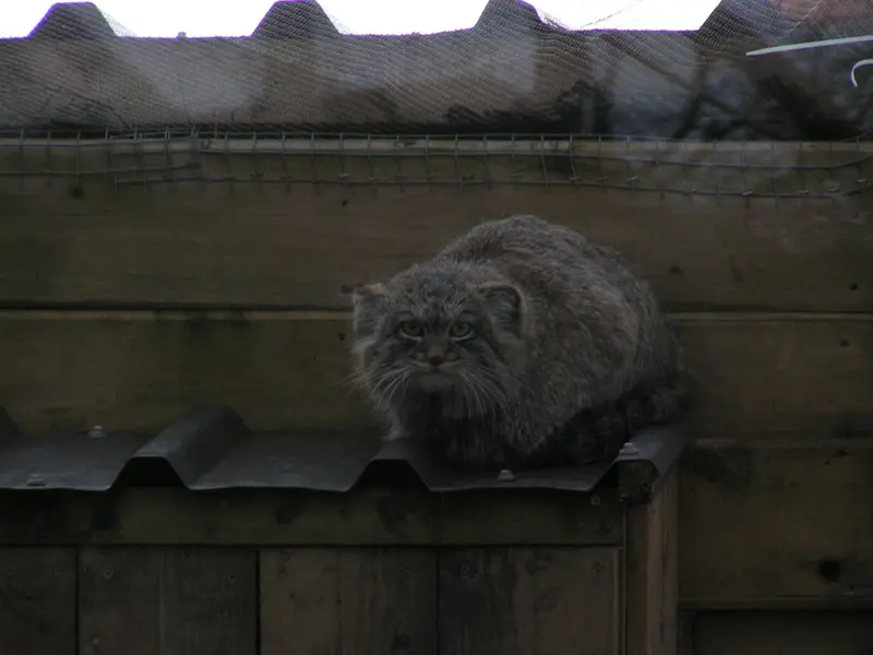 Фотография Алтая в Лэйклэнде Вайлдлайф Оазисе