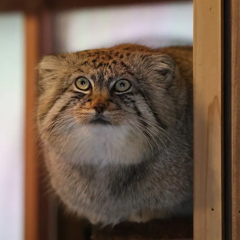 Фотография Лотоса в Детском зоопарке Сайтама