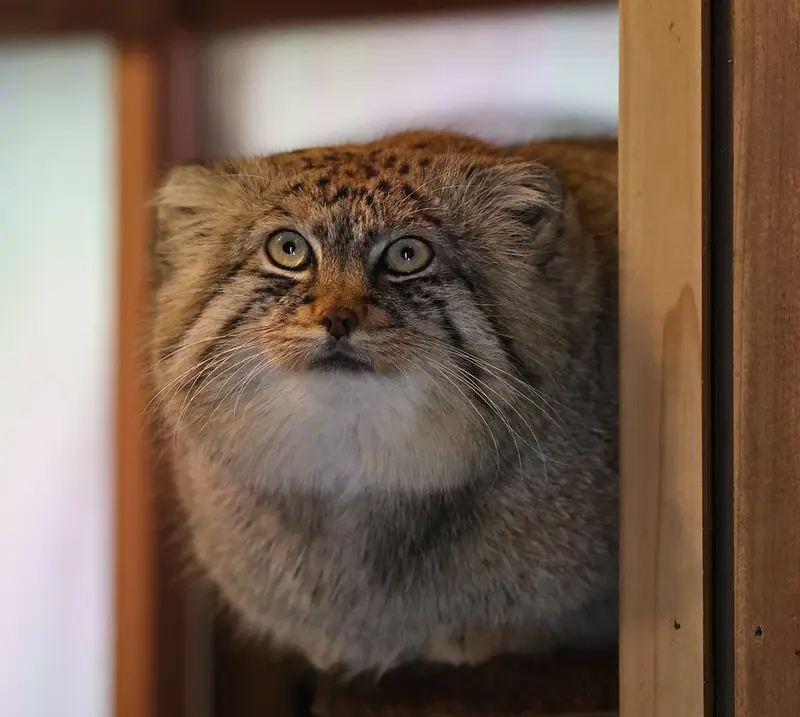 Фотография Лотоса в Детском зоопарке Сайтама
