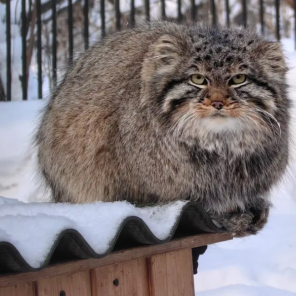 Фотография Лолошика 2024 Г.р. Ⅲ в Новосибирском Зоопарке