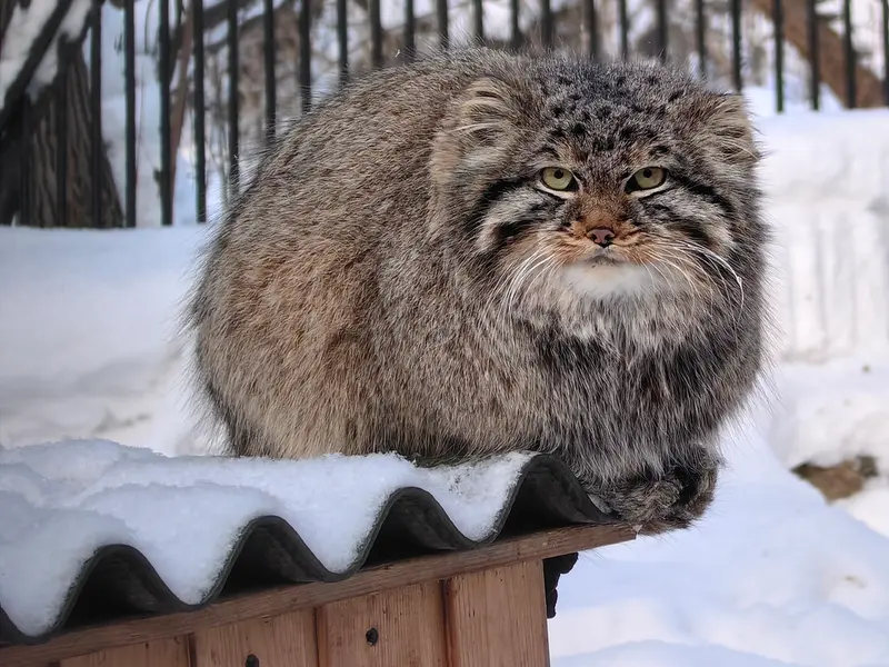 Фотография Лолошика 2024 Г.р. Ⅲ в Новосибирском Зоопарке