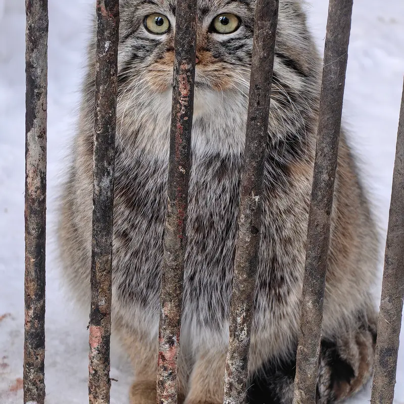 Фотография Евчонока 2023 Г.р. Ⅳ в Новосибирском Зоопарке