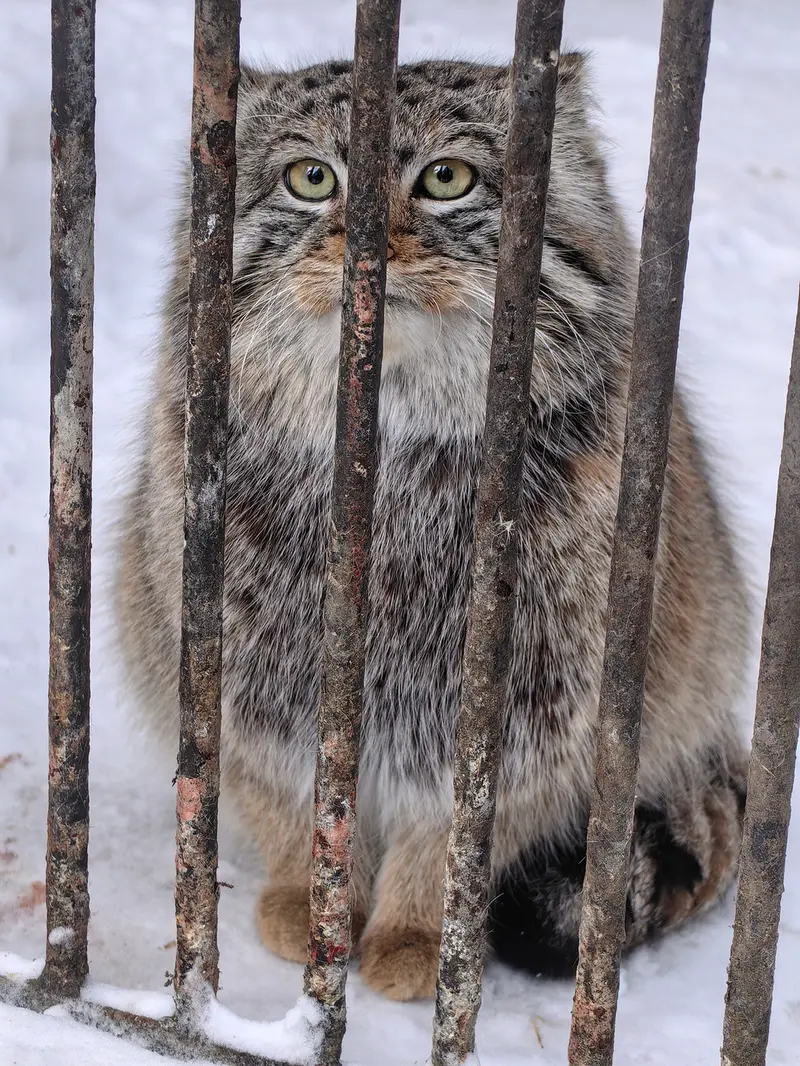 Фотография Евчонока 2023 Г.р. Ⅳ в Новосибирском Зоопарке