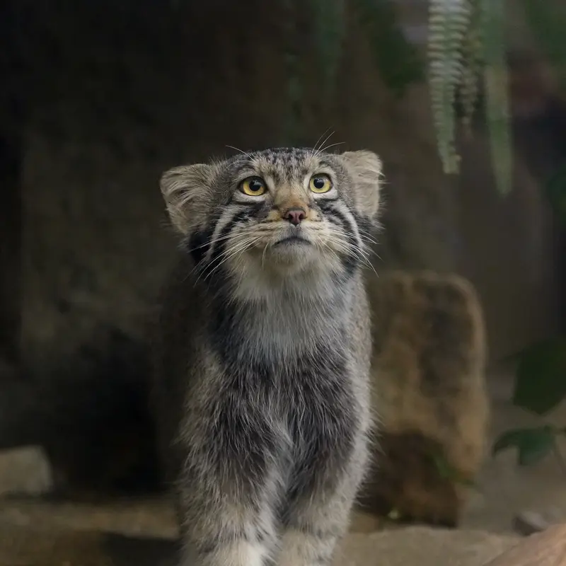 Фотография Нагому в Царстве Животных Кобе