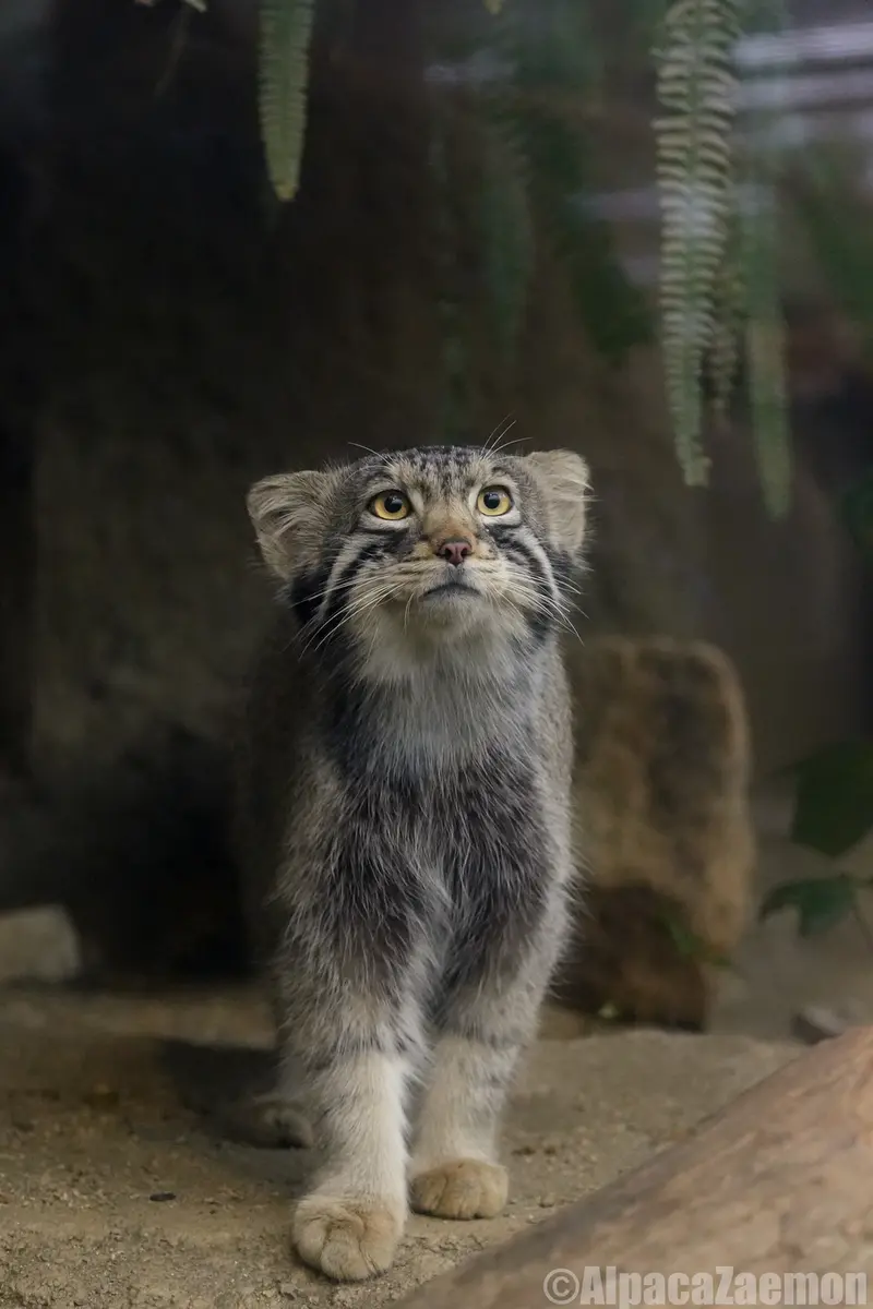 Фотография Нагому в Царстве Животных Кобе