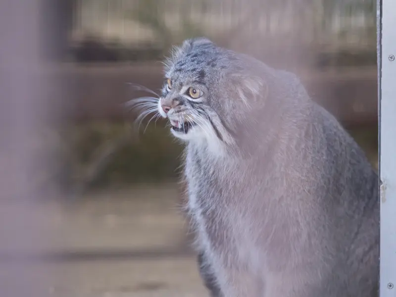 Фотография Фиги в Зоопарке Ногеяме