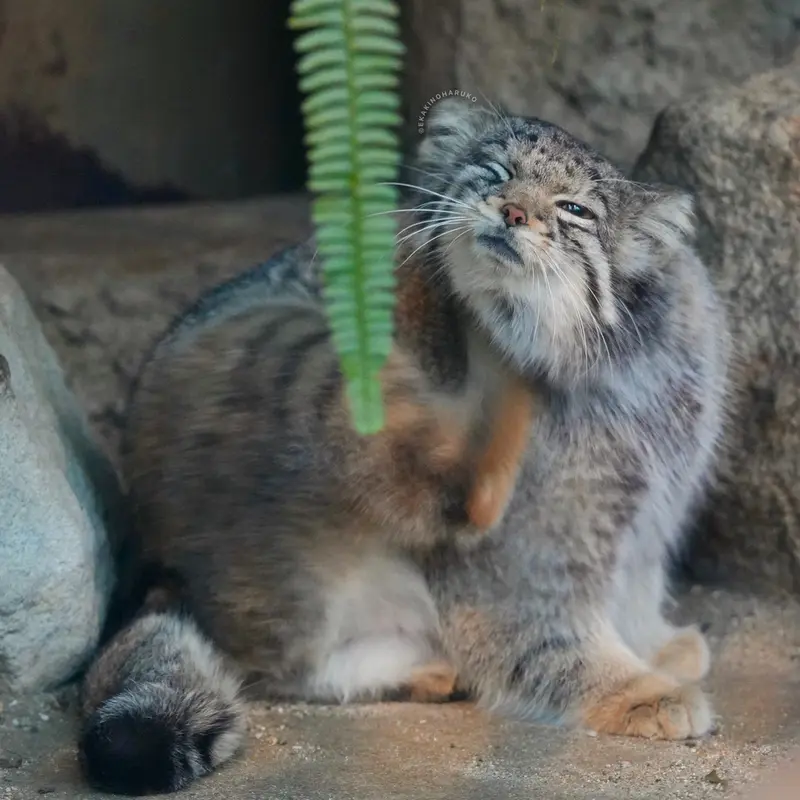 Фотография Ото в Царстве Животных Кобе