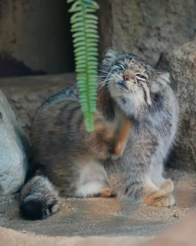 Фотография Ото в Царстве Животных Кобе