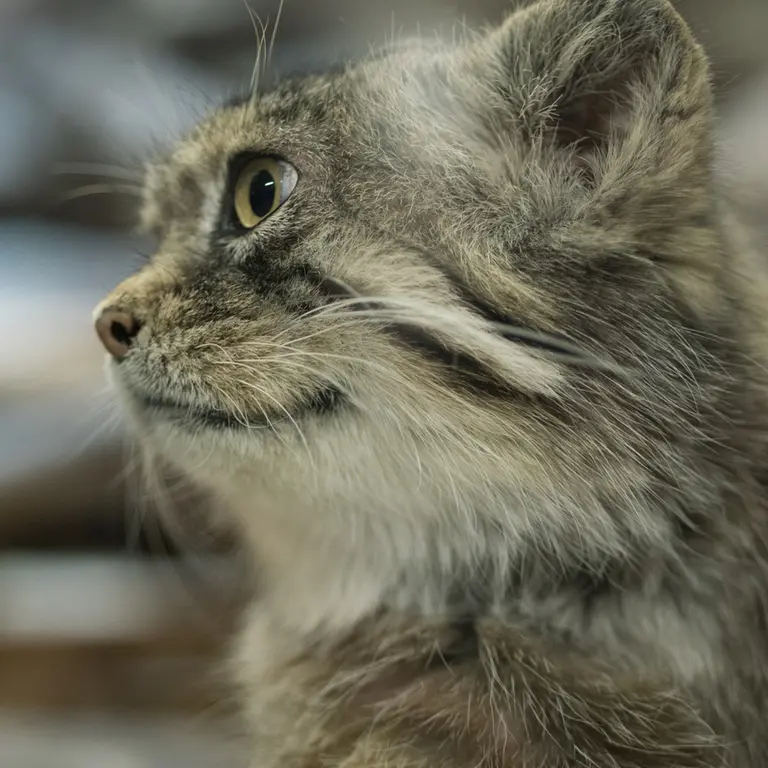 Фотография Примулы в Зоопарке Уено