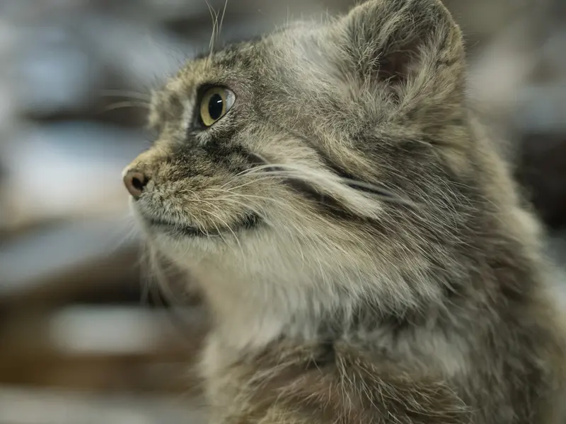 Фотография Примулы в Зоопарке Уено