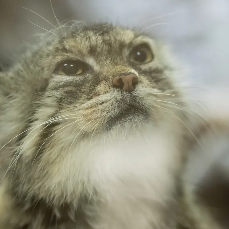 Фотография Примулы в Зоопарке Уено