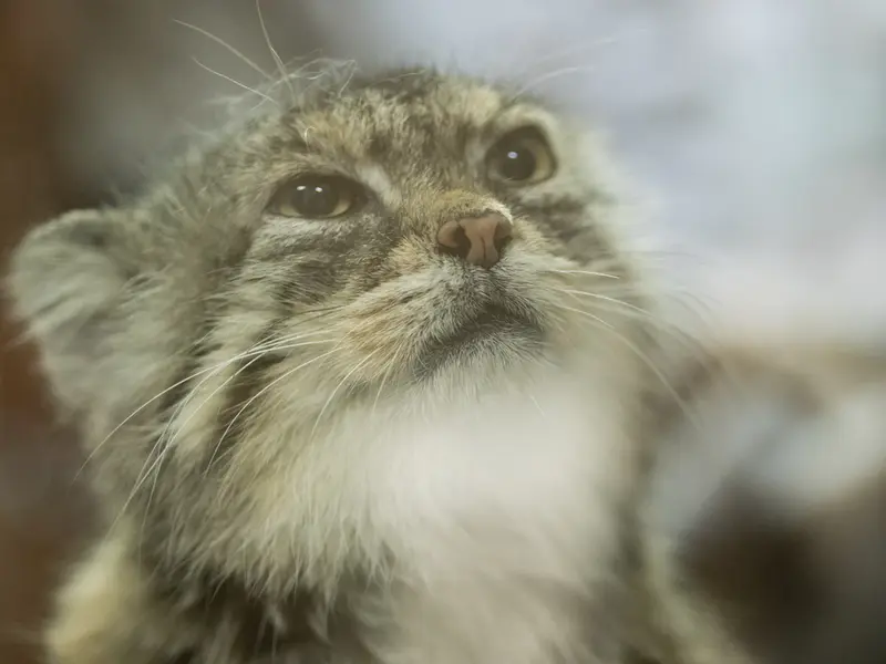 Фотография Примулы в Зоопарке Уено