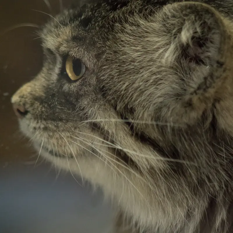 Фотография Примулы в Зоопарке Уено