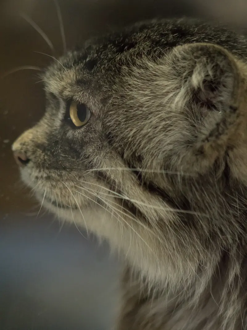 Фотография Примулы в Зоопарке Уено