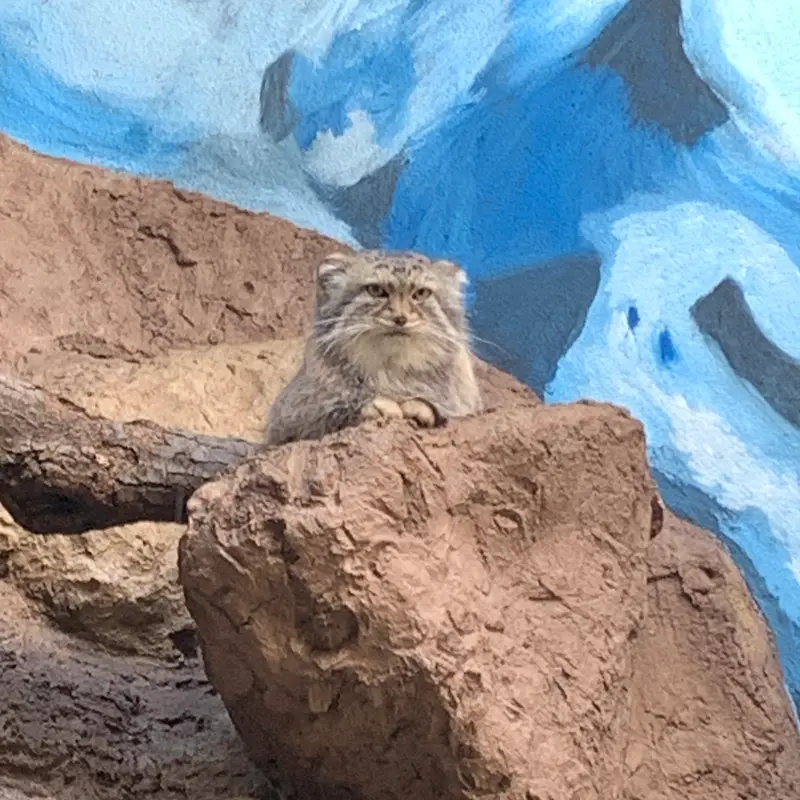 Фотография Миши в Бирмингемском Зоопарке