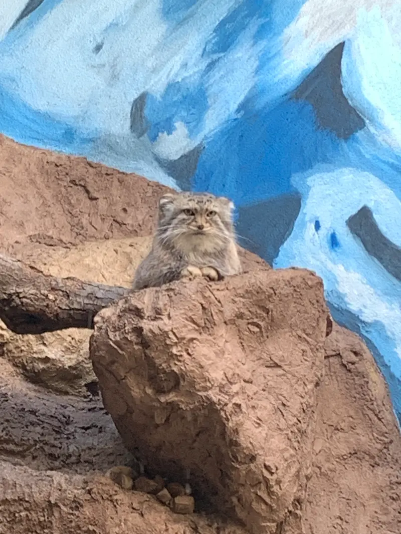 Фотография Миши в Бирмингемском Зоопарке