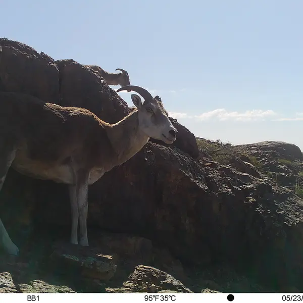 Фотография Аргали с фотоловушки Актас-Кункора