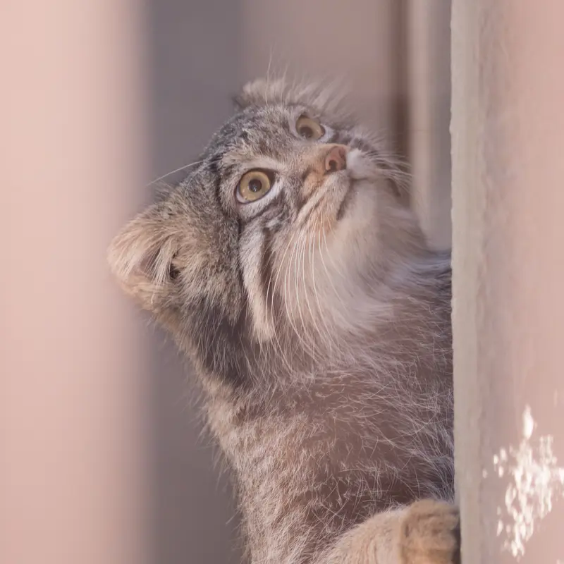 Фотография Фиги в Зоопарке Ногеяме