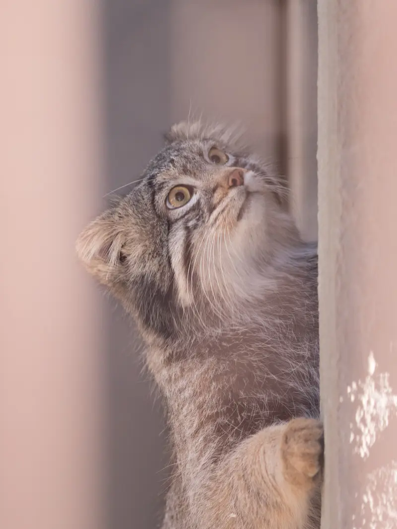 Фотография Фиги в Зоопарке Ногеяме