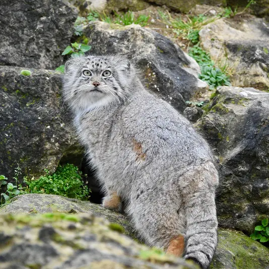 Фотография Наму в Парке диких животных Порт-Лимпн