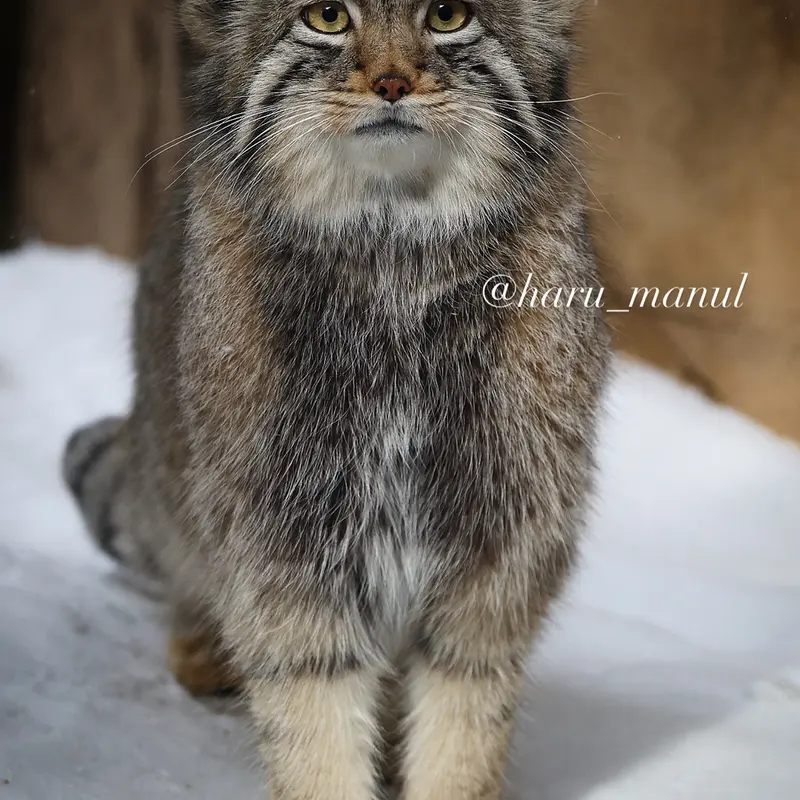 Фотография Нагому в Царстве Животных Насу