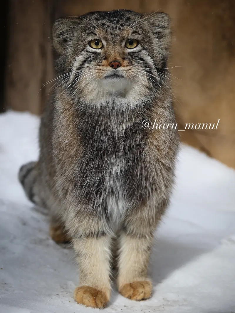 Фотография Нагому в Царстве Животных Насу