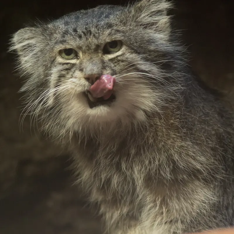 Фотография Клёна в Зоопарке Уено