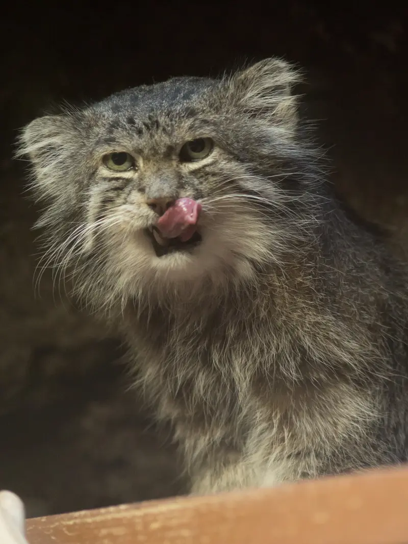 Фотография Клёна в Зоопарке Уено