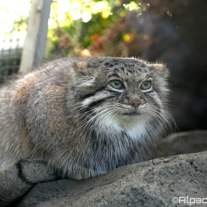 Фотография Аз в Царстве Животных Кобе