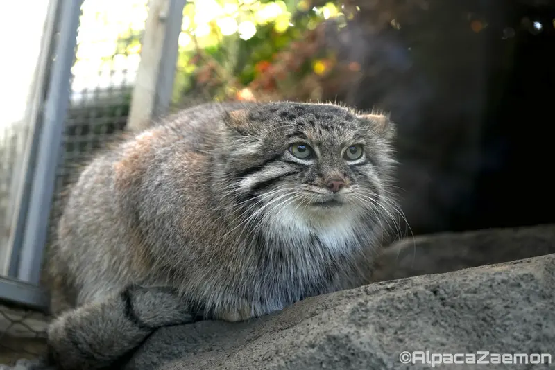 Фотография Аз в Царстве Животных Кобе