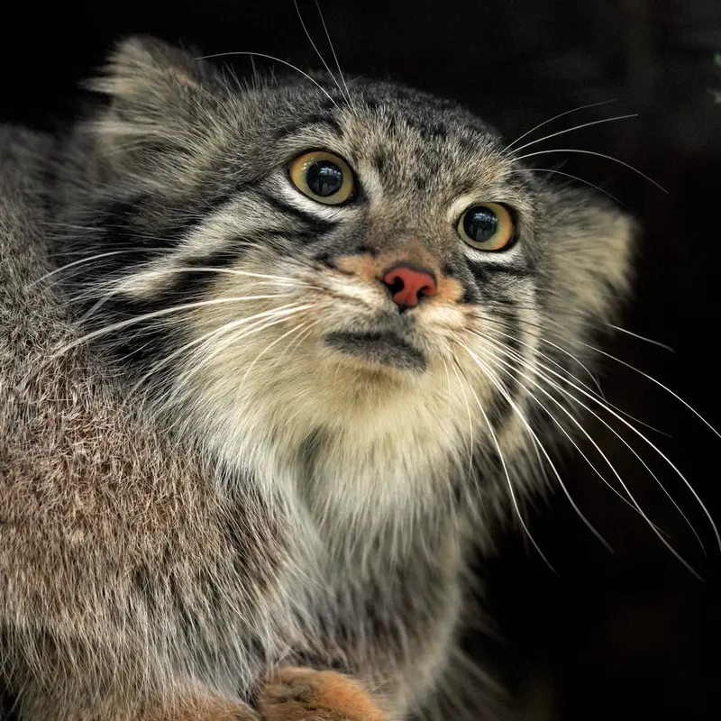 Фотография Ото в Царстве Животных Кобе