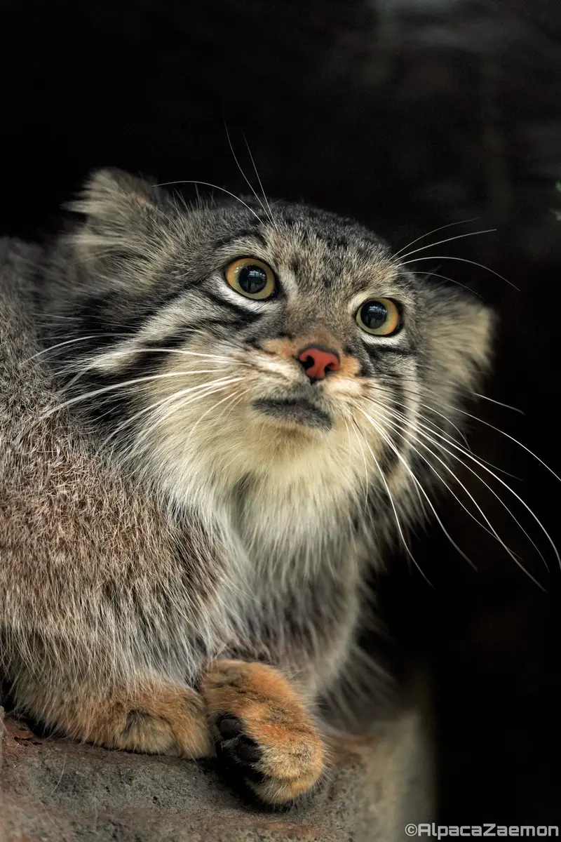 Фотография Ото в Царстве Животных Кобе