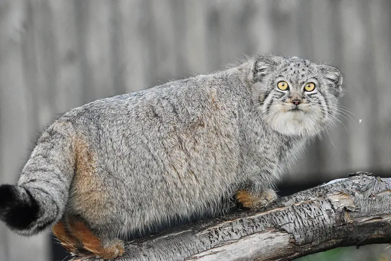 Фотография Хараа в Парке диких животных Порт-Лимпн