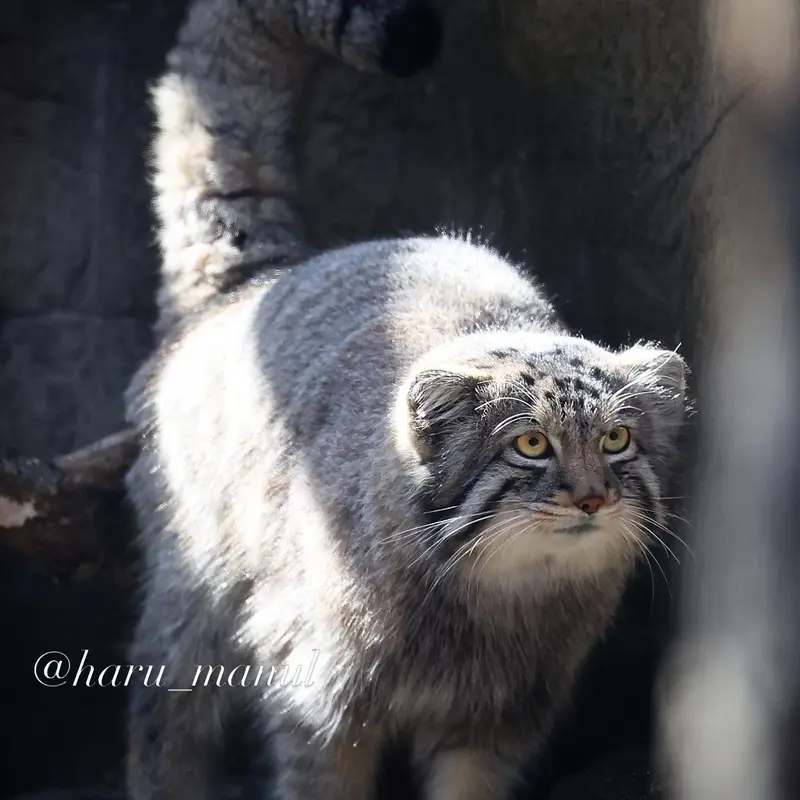 Фотография с манулом в Царстве Животных Насу